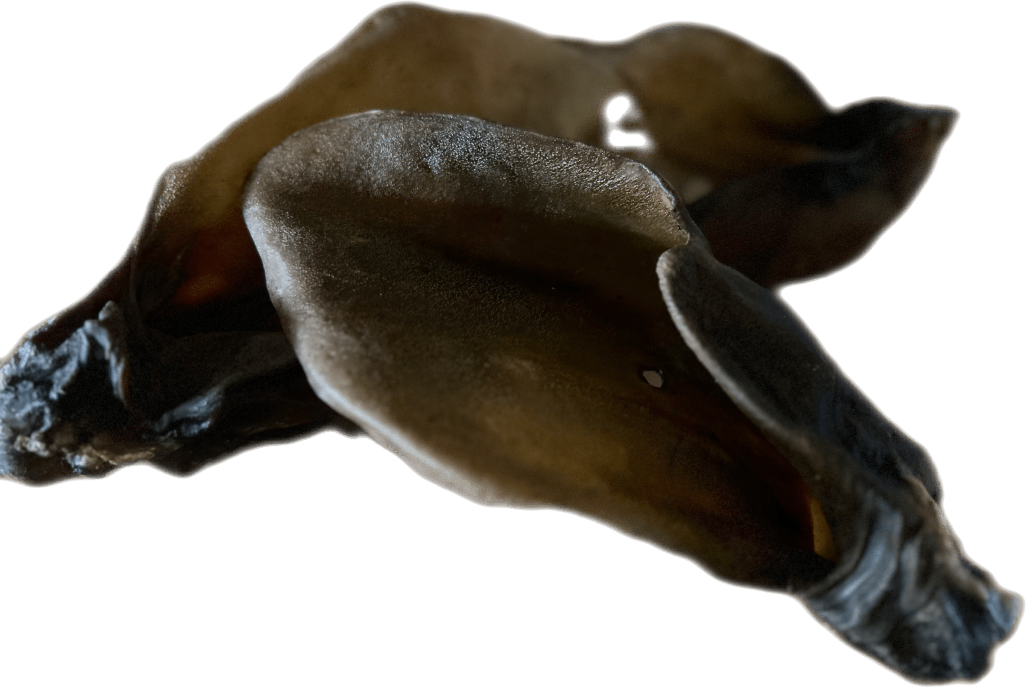 Oreille De Bœuf Pour Chien Danger jfanimalerie.fr