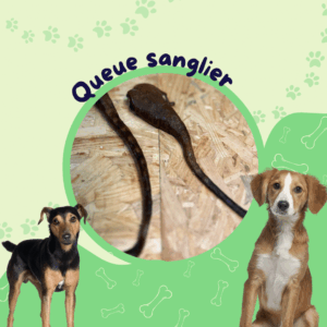 Queue de sanglier sachet 500g